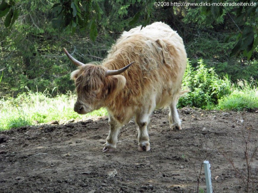 bei Wildgutach
