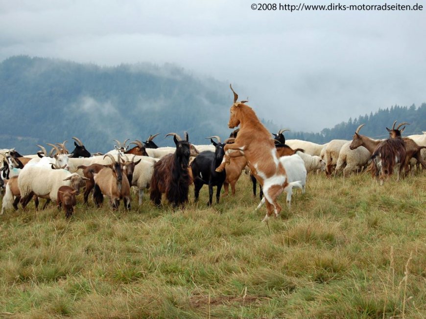 Rundgang auf dem Belchen